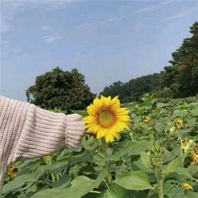 泡泡小镇超级明星免费下载